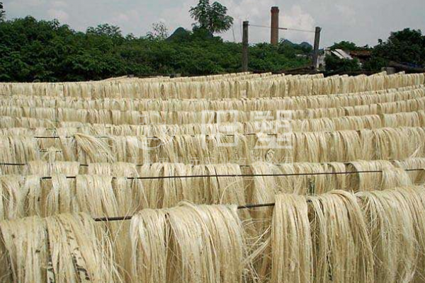 絲蘭與劍麻的區(qū)別是什么？怎么區(qū)分？